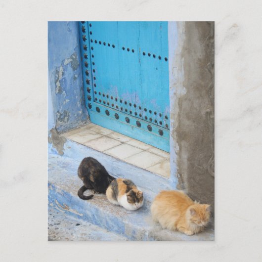 Katten, Chefchaouen, Marokko Briefkaart (Voorkant)