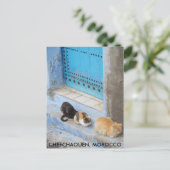 Katten, Chefchaouen, Marokko Briefkaart (Staand voorkant)