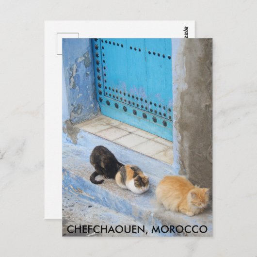 Katten, Chefchaouen, Marokko Briefkaart (Voorkant / Achterkant)