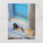 Katten, Chefchaouen, Marokko Briefkaart (Voorkant)