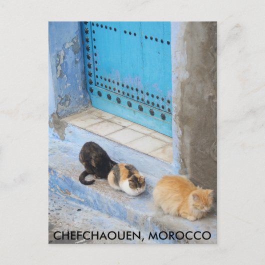Katten, Chefchaouen, Marokko Briefkaart (Voorkant)