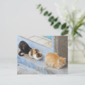 Katten, Chefchaouen, Marokko Briefkaart (Staand voorkant)
