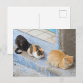 Katten, Chefchaouen, Marokko Briefkaart (Voorkant / Achterkant)