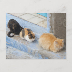Katten, Chefchaouen, Marokko Briefkaart