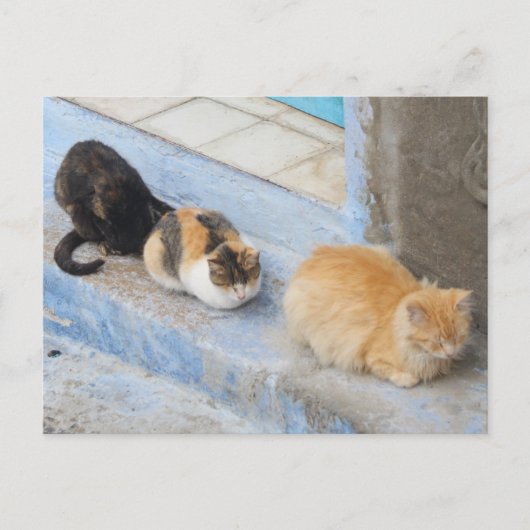 Katten, Chefchaouen, Marokko Briefkaart (Voorkant)