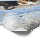 Katten, Chefchaouen, Marokko Foto Afdruk (Hoek)