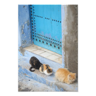 Katten, Chefchaouen, Marokko Foto Afdruk