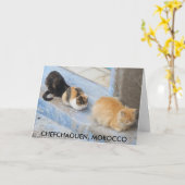 Katten, Chefchaouen, Marokko Kaart (Gele Bloem)