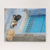 Katten, Chefchaouen, Marokko Legpuzzel (Horizontaal)