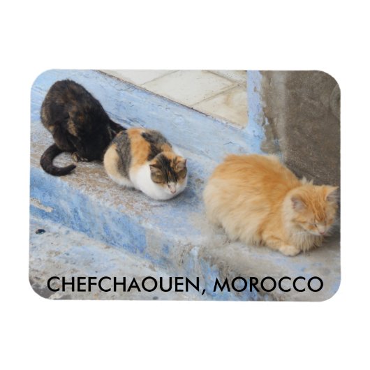 Katten, Chefchaouen, Marokko Magneet (Horizontaal)