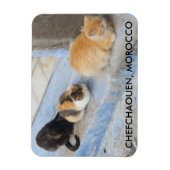 Katten, Chefchaouen, Marokko Magneet (Verticaal)