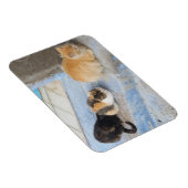 Katten, Chefchaouen, Marokko Magneet (Rechterzijde)