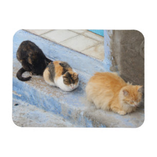 Katten, Chefchaouen, Marokko Magneet