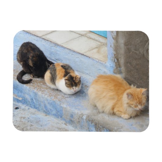 Katten, Chefchaouen, Marokko Magneet (Horizontaal)