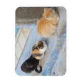 Katten, Chefchaouen, Marokko Magneet (Verticaal)