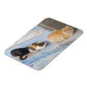 Katten, Chefchaouen, Marokko Magneet (Linkerzijde)