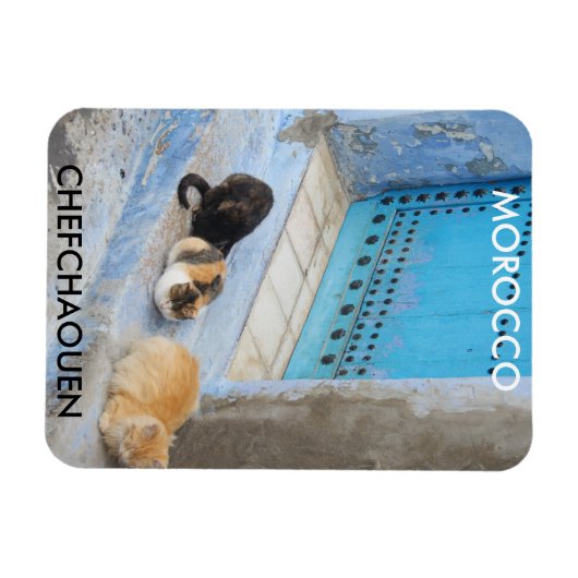 Katten, Chefchaouen, Marokko Magneet (Horizontaal)