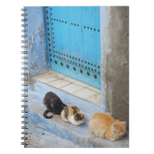 Katten, Chefchaouen, Marokko Notitieboek