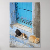 Katten, Chefchaouen, Marokko Poster (Voorkant)