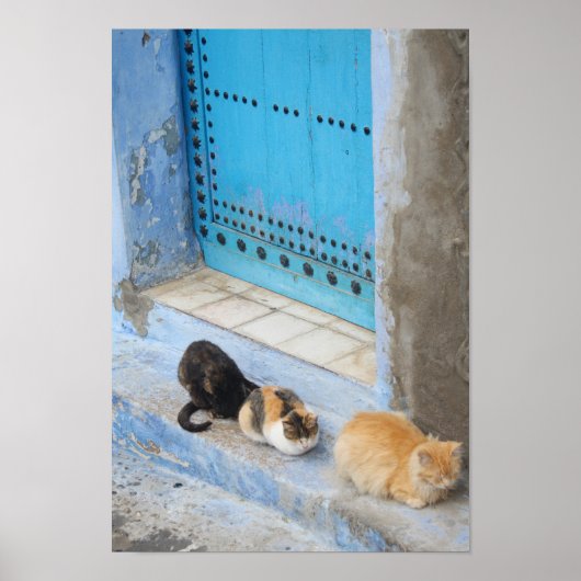 Katten, Chefchaouen, Marokko Poster (Voorkant)