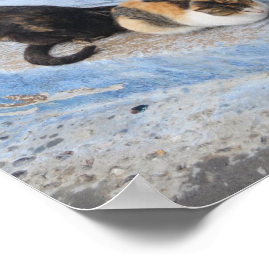 Katten, Chefchaouen, Marokko Poster (Hoek)