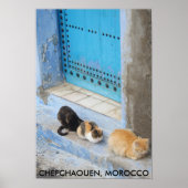 Katten, Chefchaouen, Marokko Poster (Voorkant)