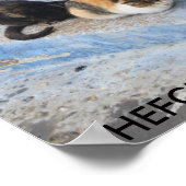 Katten, Chefchaouen, Marokko Poster (Hoek)