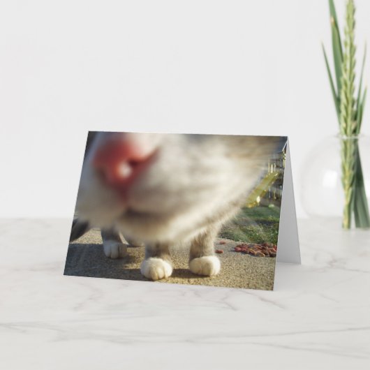 katten close-up kaart (Voorkant)