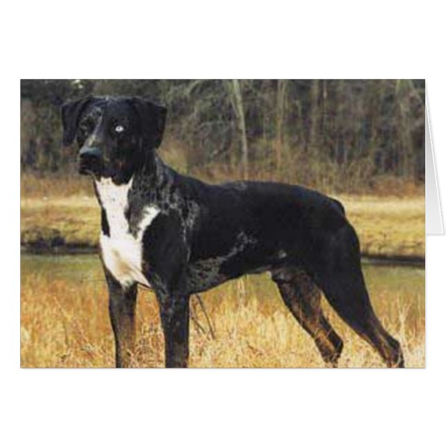 Katten Cradle Catahoula (Voorkant Horizontaal)