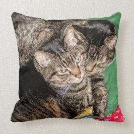 Katten - Dagelijks - Feestdagen - Kerstmis Kussen