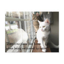 Katten die door het Venster worden gezeten