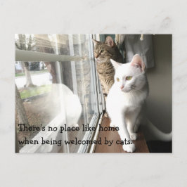 Katten die door het Venster worden gezeten Briefkaart