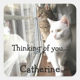 Katten die door het Venster worden gezeten Vierkante Sticker