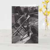 Katten die in Delphi, Griekenland spelen Kaart (Gele Bloem)