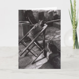 Katten die in Delphi, Griekenland spelen Kaart