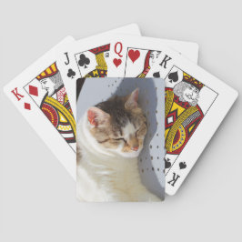 Katten die in een tuin slapen pokerkaarten