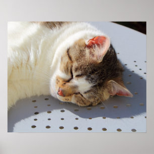 Katten die in een tuin slapen poster