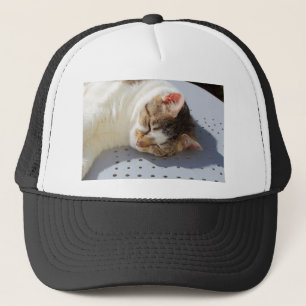 Katten die in een tuin slapen trucker pet