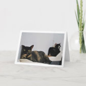 Katten die minder belast zijn kaart (Voorkant)