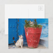 Katten die rond spelen, Rabat, Marokko Briefkaart (Voorkant / Achterkant)
