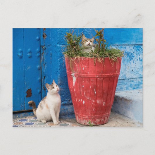 Katten die rond spelen, Rabat, Marokko Briefkaart (Voorkant)