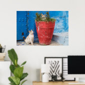 Katten die rond spelen, Rabat, Marokko Poster (Thuiskantoor)