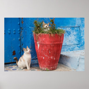 Katten die rond spelen, Rabat, Marokko Poster
