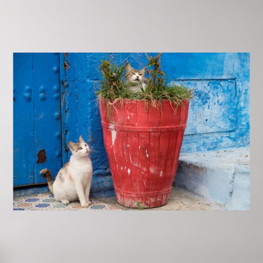 Katten die rond spelen, Rabat, Marokko Poster (Voorkant)