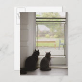 Katten die uit de deur van het scherm kijken briefkaart (Voorkant / Achterkant)