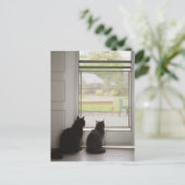Katten die uit de deur van het scherm kijken briefkaart (Staand voorkant)