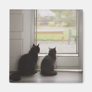 Katten die uit de deur van het scherm kijken magneet