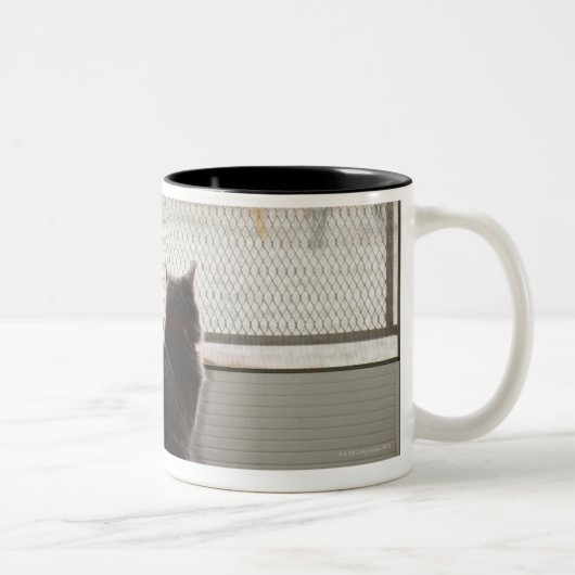 Katten die uit de deur van het scherm kijken tweekleurige koffiemok (Rechts)