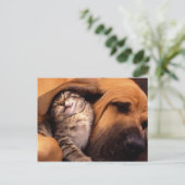 Katten en honden briefkaart (Staand voorkant)