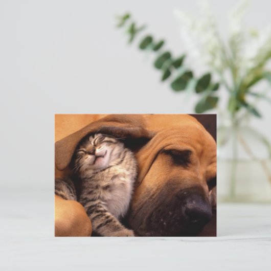 Katten en honden briefkaart (Staand voorkant)